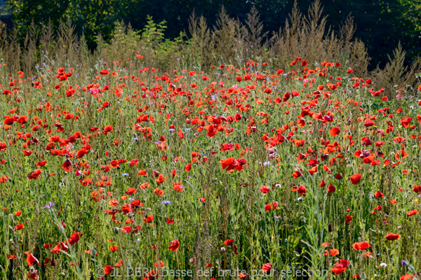 paysage
coquelicots